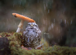 voiceofnature:  Cute tiny owl with mushrooms by   Tanja Brandt   