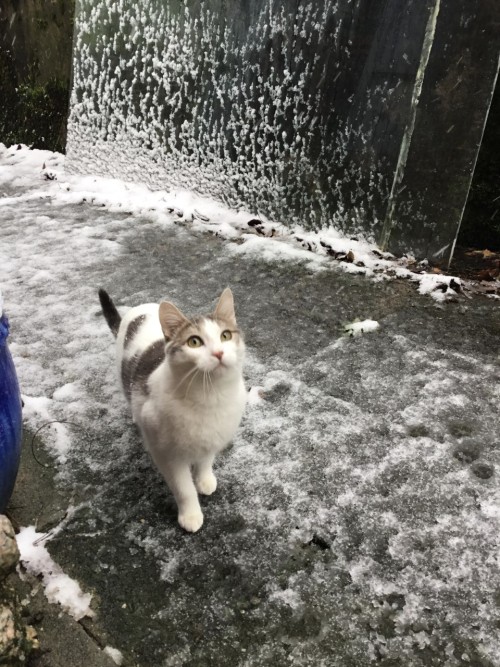 Conchita’s first snow - last year.https://painted-face.com/