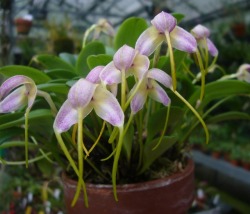 orchid-a-day: Masdevallia rhinophora February 12, 2019  