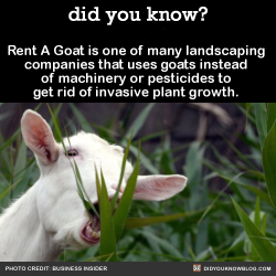 did-you-kno:  Rent A Goat is one of many landscaping companies that uses goats instead of machinery or pesticides to get rid of invasive plant growth.  Source 