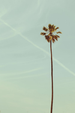 azearr:  Hollywood Palm Tree | Source | Azearr