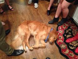 awwww-cute:  Roxanne (you don’t have to put on a leash tonight) was so overwhelmed she passed out in the middle of the graduation party (Source: http://ift.tt/1KvkXIw)