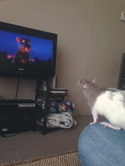 uhrair:  i want my rats to grow up with positive role models. so we watched ratatouille together. gravy was really into it. 