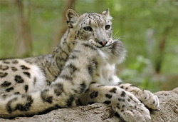 catsbeaversandducks:  Snow Leopards And Their Giant Nommable Tails &ldquo;BEHOLD, DOGS! We have achieved that which you cannot!&rdquo; Via catfuse zum 