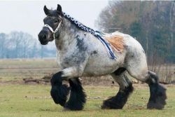 giddytf2:  iamladyloin:  greymichaela:  jinglebean:  bridle-less:  tattooedtrouble:  I demand to know what breed of neigh this is.  Holy huge  http://en.wikipedia.org/wiki/Belgian_horse  I laugh at “breed of neigh” every time I see this picture. 