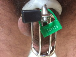 hopingforane:  There are a plenty of pictures of locked cocks on tumbler. But my cage is a little unusual because it has both a padlock and a plastic lock. That allows an extra degree of security and some self locking options. Also modified the ring with