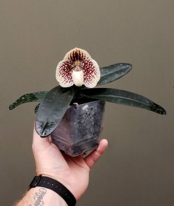 orchiddynasty: Paphiopedilum godefroyae after a big drink of water 💦 Watering questions are the most asked (and probably most misunderstood) questions we get. So let’s get the #1 question out if the way….but first, SAVE THE ICE CUBES FOR YOUR DRINKS