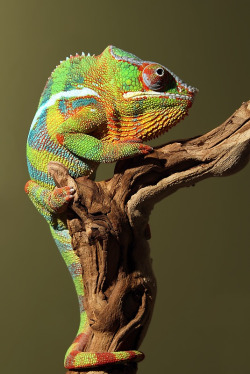 slither-and-scales:Panther Chameleon by Scott Cromwell  