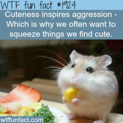wtf-fun-factss:  Cuteness inspires aggression - WTF fun facts