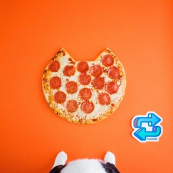 princesscheeto:  Purrsonal #Pizza 🍕