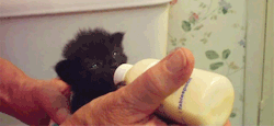 onlylolgifs:  kitten wiggles ears while eating