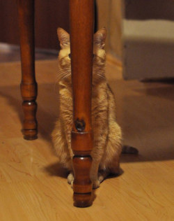 diaryof-alittleswitch:  thehappyfatgirl:  meowoofau:  13 cats failing at hide and seek As good as cats think they are at hiding from us, we know better.  Ninja cats!  Some of them look derpy 
