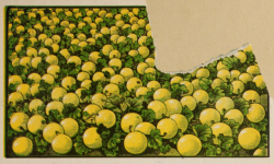 nemfrog:Mango melon. 12th annual price list &amp; catalogue. 1888. Torn page.