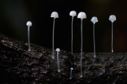 awkwardsituationist:  mushrooms — they don’t need psilocybin to be magical. photos by elaine owen, taylor f. lockwood, mike potts, gorastos papatsanis and steve axford, (click pic for species, photographer and, when given, location.)   (see