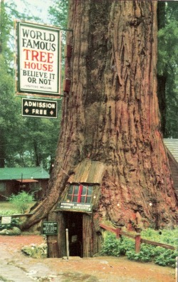 jealousies:  World famous tree house (earlier known as Quadruped Tree and Fraternal Monarch) 