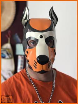 Hey Pups! Check out how amazing @secapup looks in his brand new custom rubber hood by @mrsleather.I am pretty sure that Seca is the very first pup to own the trifecta of custom rubber, neoprene and leather hoods, all in the same design. Love it!!!You