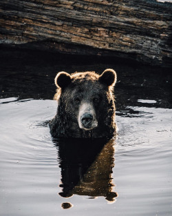 upknorth:  Wild neighbors. Grizzly portrait by Lachlan S. | Find us @upknorth