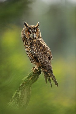beautiful-wildlife:  Long-eared Owl by Jirí Míchal 