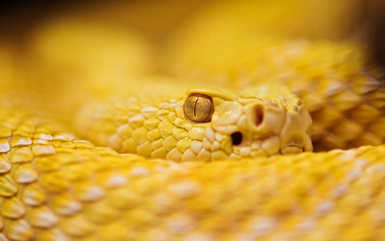 Florida black snake with yellow stripe