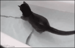 potatoknishesofficial:   barakatgotskunk:  tr1angl3:  naturepunk:  It’s like no one ever told him cats don’t like water.   OTTERCAT  he’s having so much fun aw   he’s trying to chase his tail in the water oh my god be still my heart 