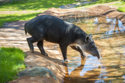 fyanimaldiversity:  Piebalding in Baird’s Tapir (Tapirus bairdii)Your typical Baird’s tapir with normal light throat and lip markings on a dark background. Piebaldism in this species seems to present itself mostly around the face. [x]This one has