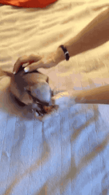 toffeecape:  cosmictuesdays:  gifsboom: Baby armadillo. Humans will pet anything.  How wonderful, then, to live on a planet full of creatures that like to be petted! 