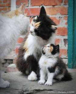 plantmandotexeretired:  meowoofau:  mini me It’s me but mini. Image credits: 1, 2, 3, 4, 5, 6, 7, 8, 9, 10.   Needs more momma buns, but this is the cutest thing.