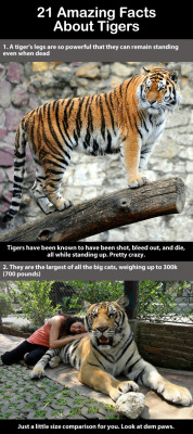chazzfox: trendingly:  21 Amazing Facts About Tigers Click Here To See Them All!  YES GOOD I LOVE TIGERS   @dommebadwolff23