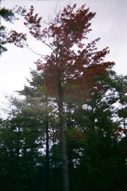 dcci: Autumn Leaves Upstate NY | October 2018 Image shot by me (dcci) with a Disposable camera 