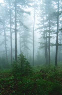 moody-nature:  ethereal forest | By S Chen