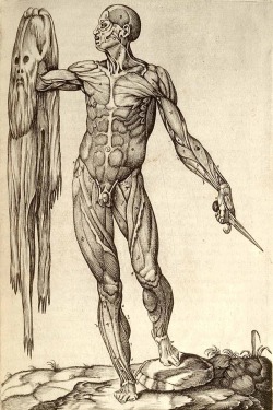 Juan Valverde de Amusco , Anatomia del corpo Humano (1560)