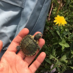 caleblogs:  tigerssjaw:  Friday outdoor nature hangs w olive 🐢  I miss my turtle.