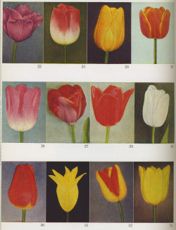 reanimationlibrary:  From The American Gardener’s Book of Bulbs