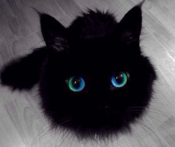 easchechter:  that-weirdblog:  I think this cat may be magical  Are you sure that’s a cat? That looks more like a soot sprite