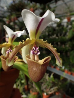 orchid-a-day:  Paphiopedilum spicerianumSyn.: Cypripedium spicerianum; Paphiopedilum spicerianum f. immaculatum; Cordula spiceriana January 10, 2018 