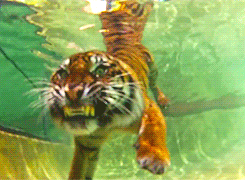 orionsnacks:  Swimming tigers at Australia Zoo [x]