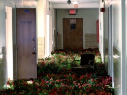 rasputin:   Flowers in an abandoned mental asylum.   8 