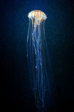 Jellyfish by Fat Steel Panda | Underwater Sea Ocean swimming jellyfish
