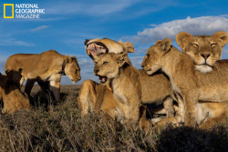 photojojo:  The Verge covered an amazing story of photographer Michael Nichols and cinematographer Nathan Williamson, who used some interesting tech for capturing these incredible photos of wild lions. They not only used a camera “mini tank” that