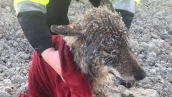 catsbeaversandducks: Kind-hearted Estonian workers rushed to rescue a dog in distress from a freezing river, unaware of the fact they were actually about to bundle a wild wolf into their car.The wolf recovered from its brush with death within the day