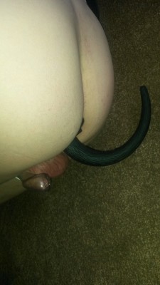 giftedmaster:  irelocked:  A small offering for my Master C. I am his puppy now.  Nice puppy tail on a newly collard pup