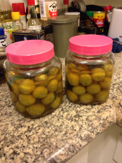 This year&rsquo;s batch of pickles plums are looking good!!