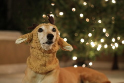 sirswhiskeyprincess:  phelipa:  Return of the Christmas Greyhound.  🍒 