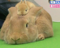renjin-chan:  you can tell this is a high ranking bun, because he is wearing a crown that is also a bun 