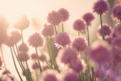 fair-serenity:  Day 155, 365 Project - Chives x by brownkarena on Flickr. 