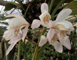orchid-a-day: Cymbidium wenshanense Syn.: Cymbidium  quinquelobum; Cymbidium wenshanese var. quinquelobum March 5, 2018  