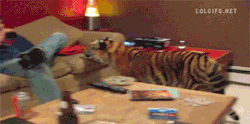 trav-tv:  touchm3withthesloth:  &ldquo;THERE IS A TIGER IN THE LIVING ROOM!&rdquo;&ldquo;Don’t worry he cool.&rdquo;  Can you imagine someone breaking into that domicile? 