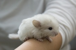 you-pray-too-loud-pickebicke:  joshoohahhhhhh:  awwww-cute:  A baby chinchilla  why is this the first time I’ve seen a baby chinchilla  Because the world wasn’t ready for the sheer cuteness. 