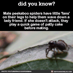 did-you-kno:  Male peekabo spiders have little ‘fans’  on their legs to help them wave down a  lady friend. If she doesn’t attack, they  play a quick game of patty cake  before mating.  Source