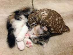 obscuruslupa:  awesome-picz:    Kitten And Owlet Become Best Friends And Nap Buddies  I’m gonna die 